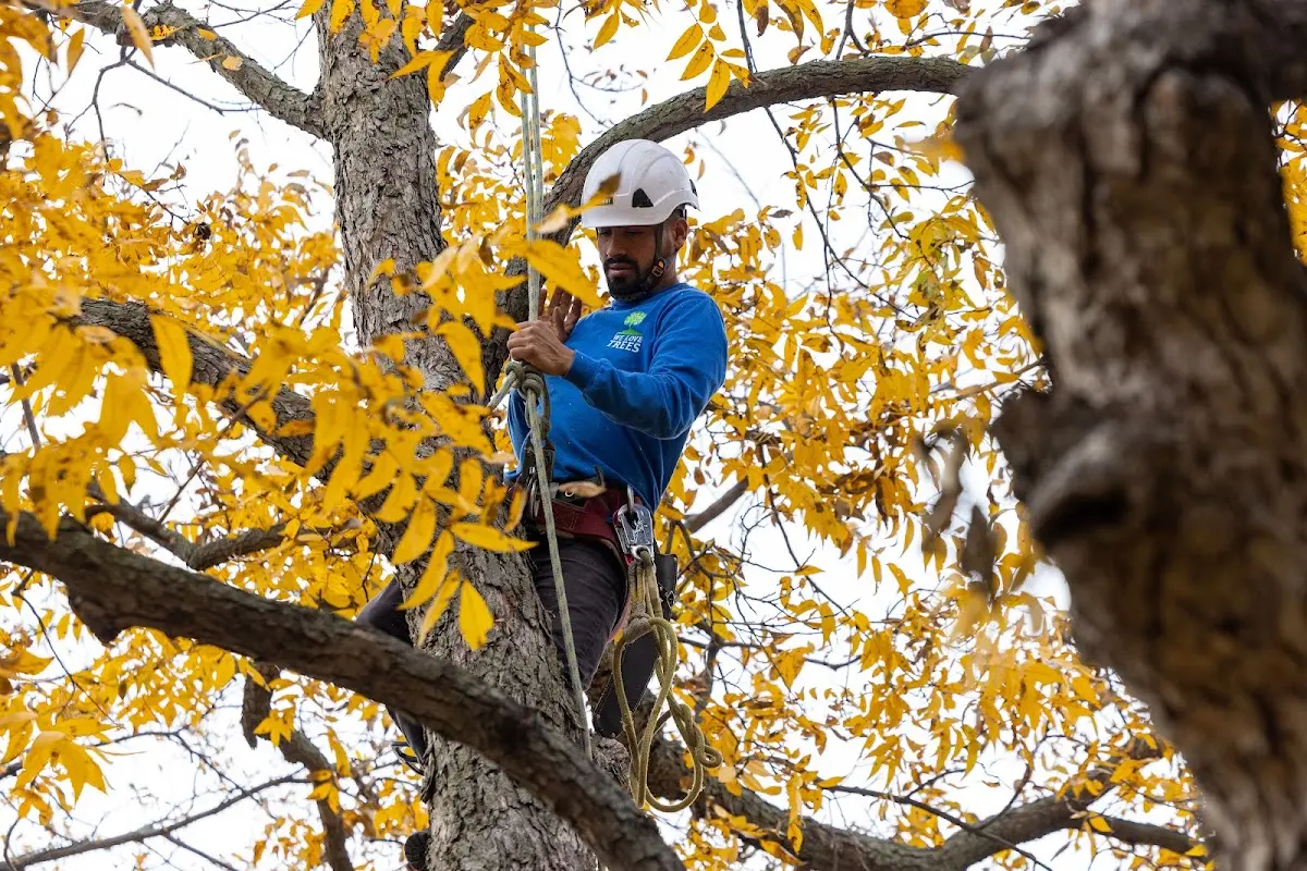 Skilled Tree Pruning crew working in Lanark Village