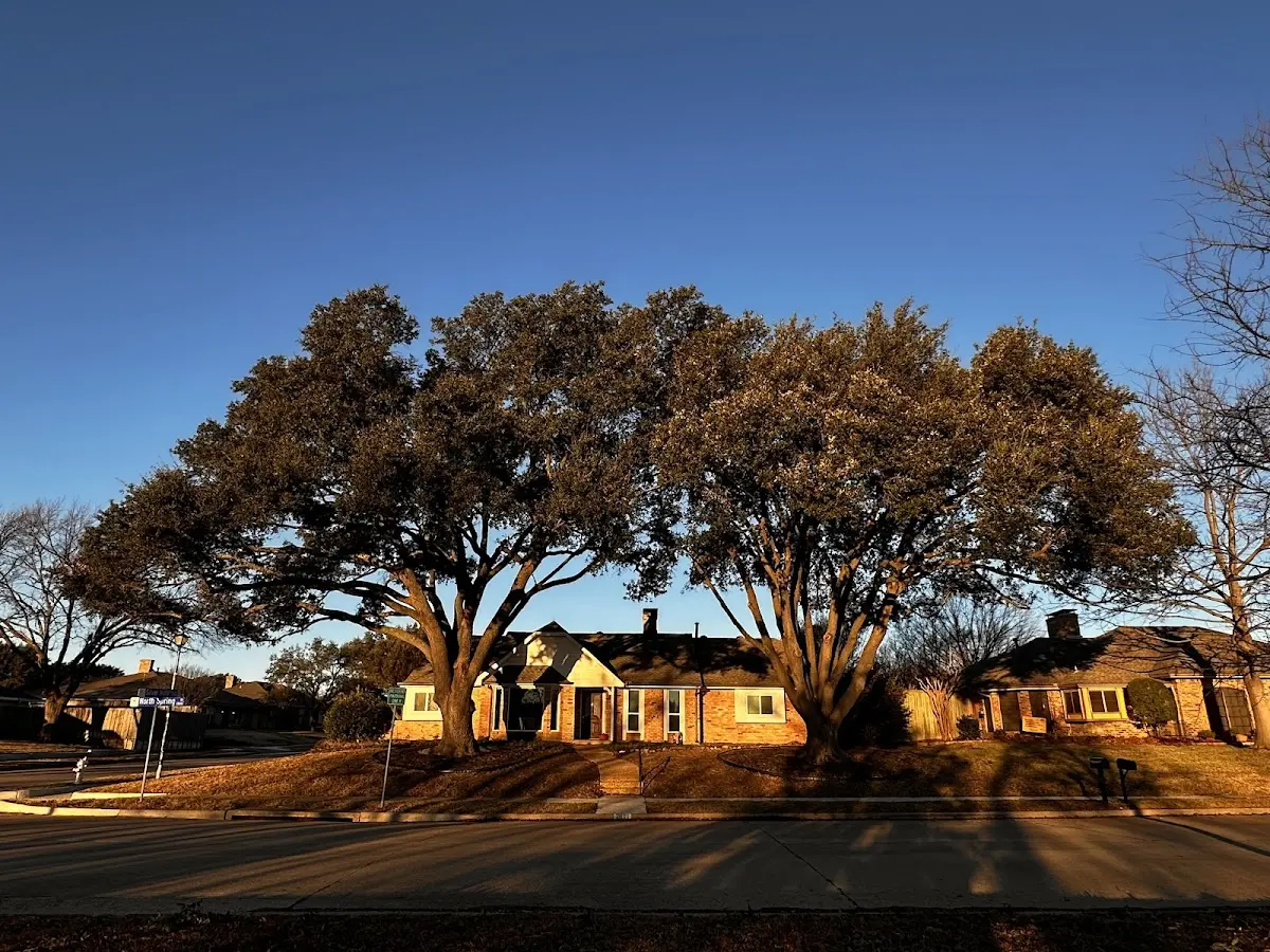 Established residential canopy tree shading a home in Lanark Village